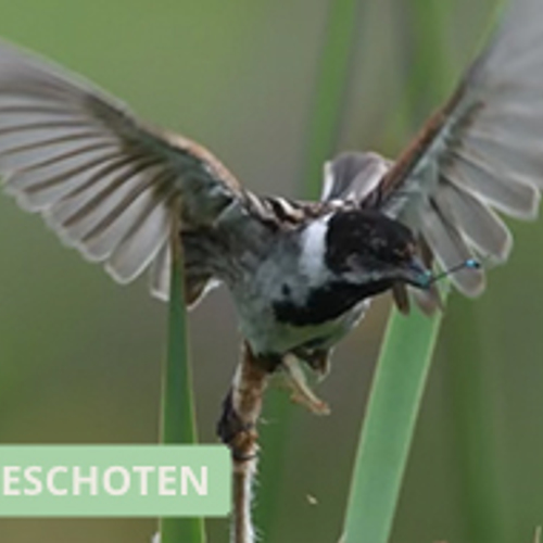 Rietgors zingt en smikkelt