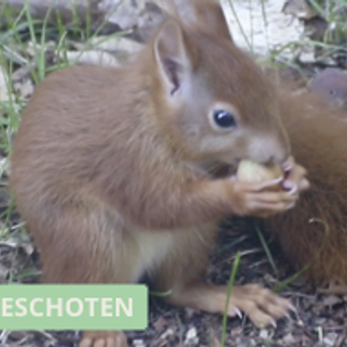 Eekhoorntje knabbelt aan een hazelnoot