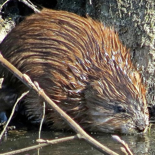 EU bindt strijd aan met exoten