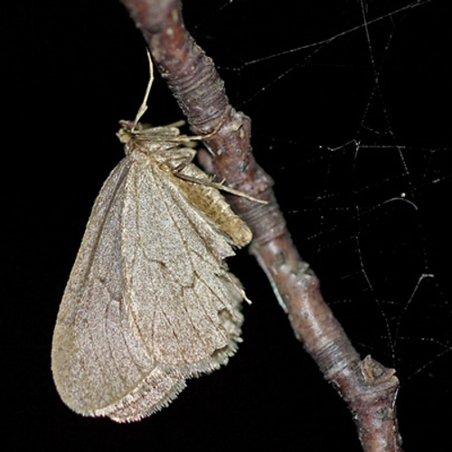 Soort van de maand: Kleine wintervlinder
