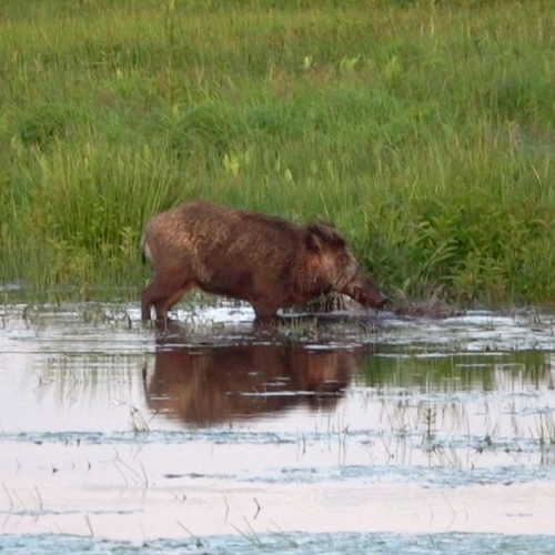 Afbeelding van Wild zwijn wroet in modderwater