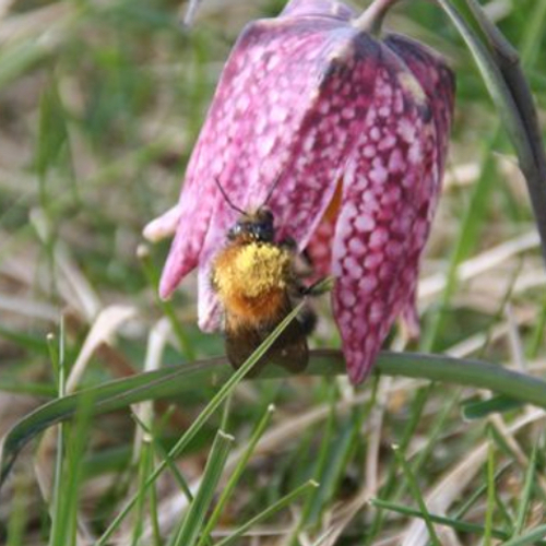 Afbeelding van Icoonplanten, Groene Musketiers en alle overige onderwerpen