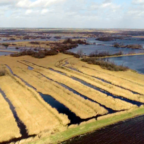 Riet: een cruciale schakel in het laagveenmoeras