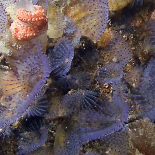 Nieuwe kokerworm in Zeeuwse Delta