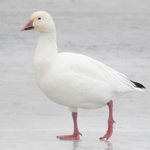 Duizenden ganzen landen in giftig water