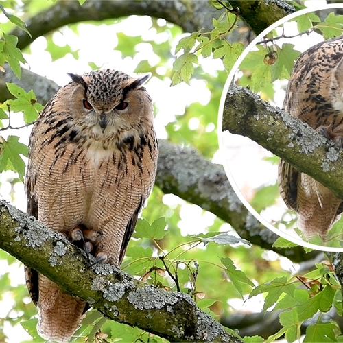 Oehoe spuugt braakbal uit