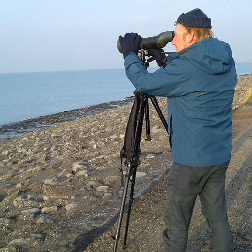 Vogelen op de Brouwersdam