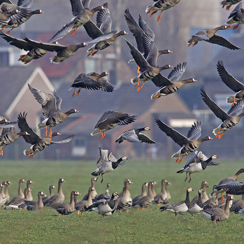 Internationale ganzenconferentie strijkt neer in Friesland