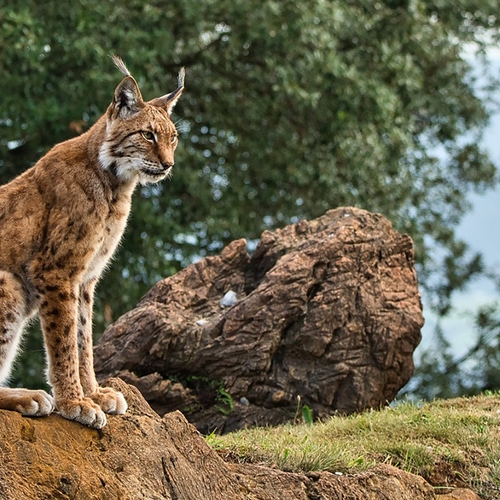 Iberische lynx maakt terugkomst door succesvol herstelprogramma