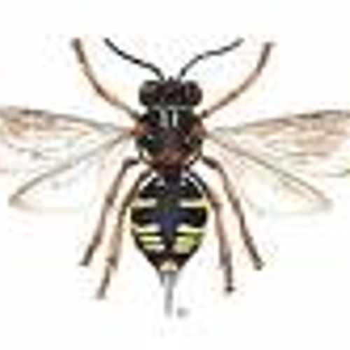 Koekoeksbij in Saeftinghe