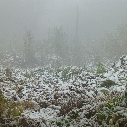 'Uitsneeuwende mist' in deel van het land