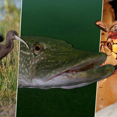 Afbeelding van Nieuwsgierige snoek, zwarte ibis en timelapse inktzwam