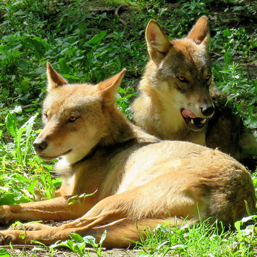 Vroege Vogels wolvenspecial