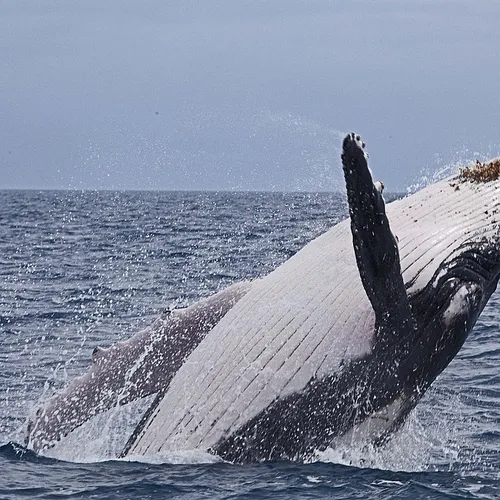 Afbeelding van Bultrug Timmy wordt met een schip naar de Noordzee gebracht