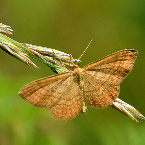 Afbeelding van Minder nachtvlinders op het platteland