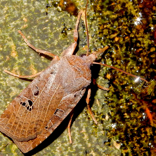 Deze vlinder houdt van de winter: de Zwartvlekwinteruil