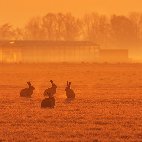 Hazenpest terug in Nederland
