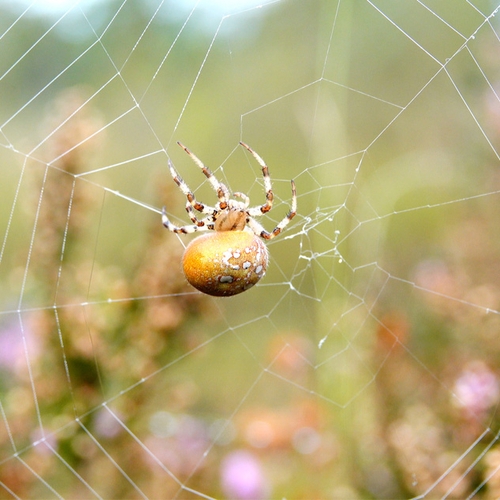 Afbeelding van Viervlekwielwebspin bouwt zorgvuldig haar web