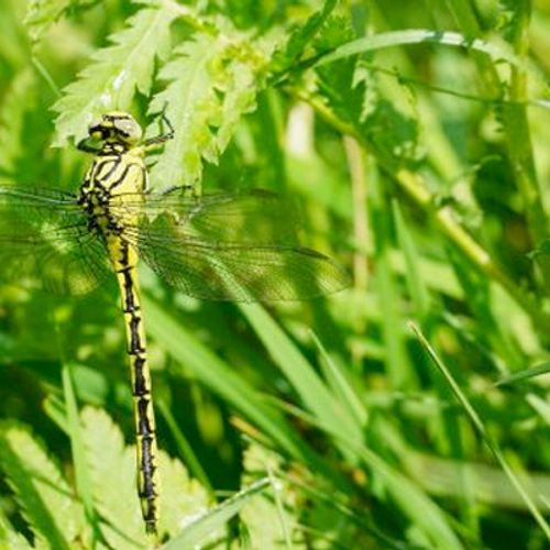 En verder: Fenolijn en otters in het Naardermeer