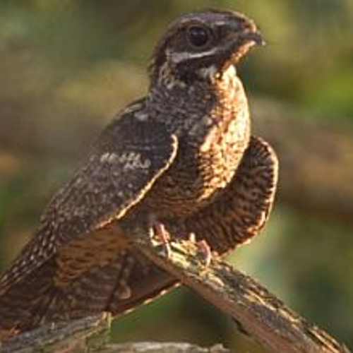 Telling illustere nachtzwaluw