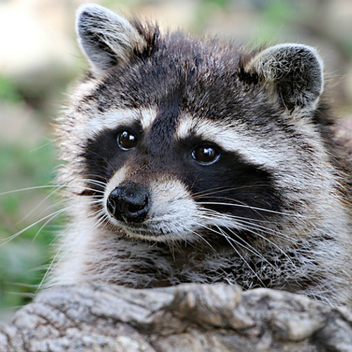 Limburgse wasberen toch niet afgeschoten