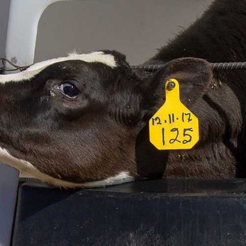 ‘Maatregel tegen dierenmishandeling moet sneller naar Kamer’