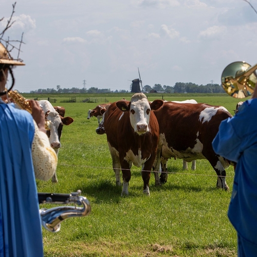 Van welke muziek houden koeien?