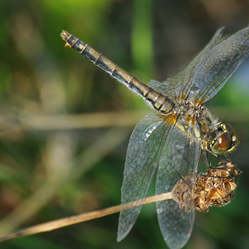 Is de geelvlekheidelibel uit Nederland verdwenen?