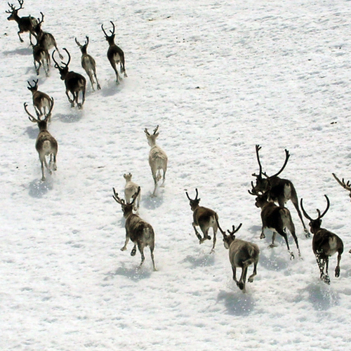 Grootste rendierkudde ter wereld neemt af