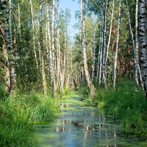 Afbeelding van Landdieren gaan erop achteruit, zoetwatersoorten juist vooruit