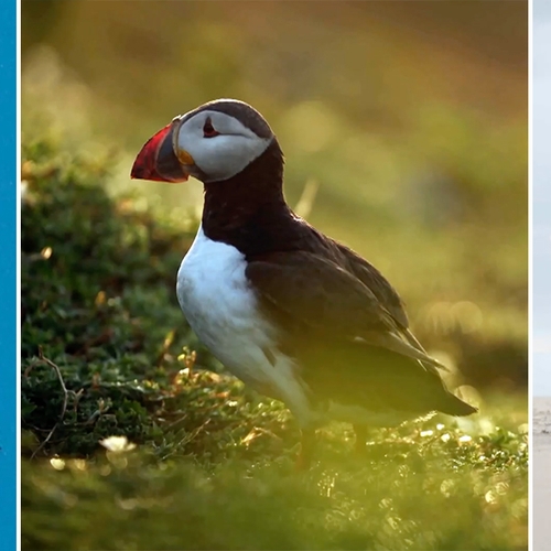 Lofzang op natuurbeschermer uit heel Europa | Terug in het wild