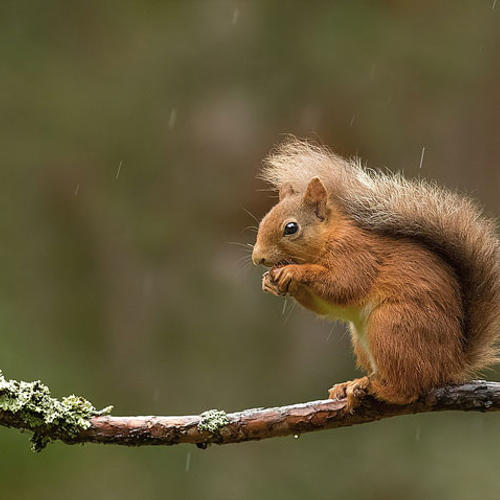 Lepra-eekhoorns in Groot-Brittannië