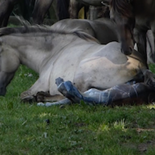 Konikpaard bevalt van een veulen