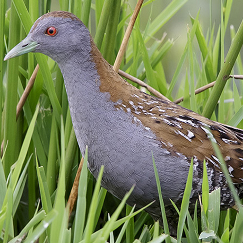 Fenolijn: golf aan kleinst waterhoentjes en distelvlinders