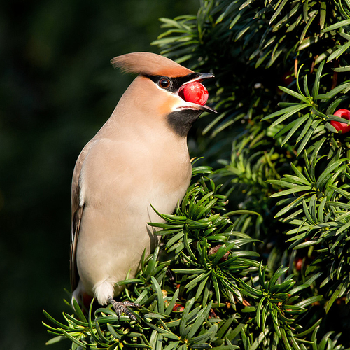 Vogels eten van giftige taxus