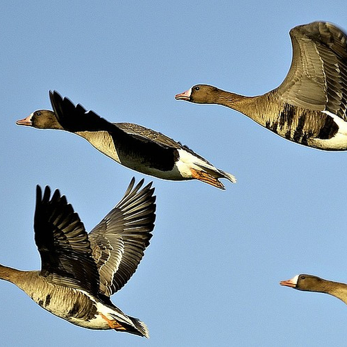 Miljoenen vogels vliegen op met jaarwisseling