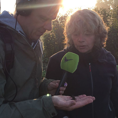 Veenmollen in de moestuin