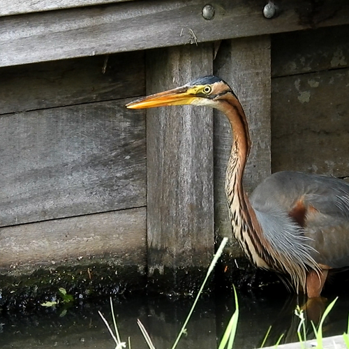 Purperreiger