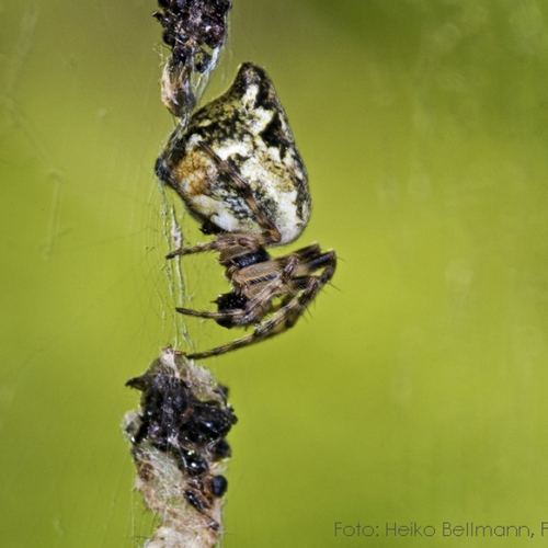 Kegelspin: spin van het jaar 2016