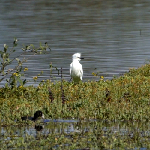 Eerste jonge koereiger van Limburg