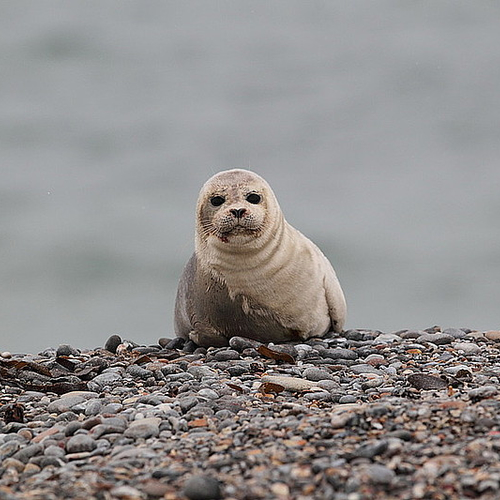 Zeehondenopvang druk na stormachtige kerst