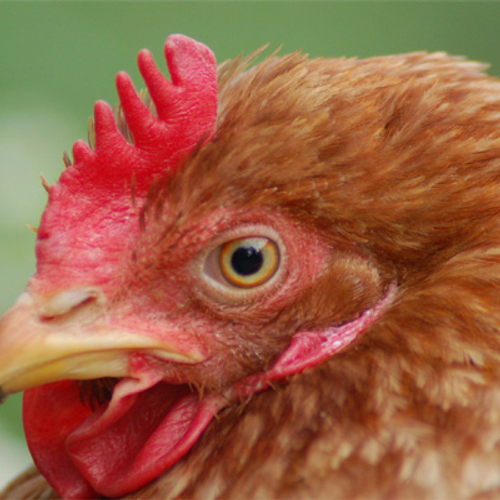 Vrachtwagen met duizenden kippen gekanteld