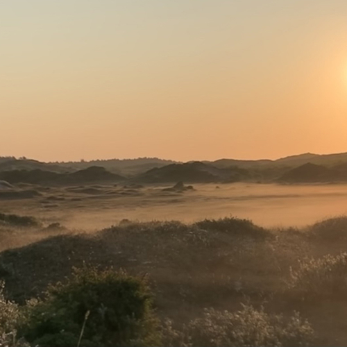 Dennen mogen gekapt in duinen Bergen aan Zee