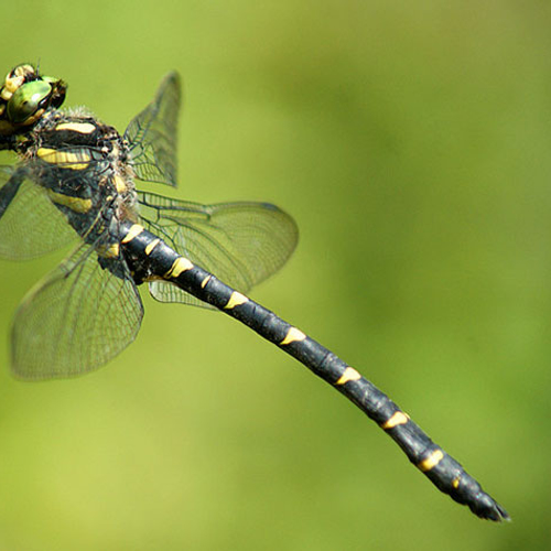 De grootste libel van Nederland