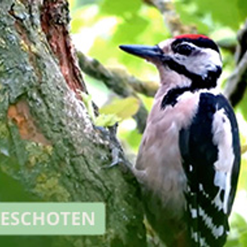 Specht gebruikt opening om hazelnoten te eten