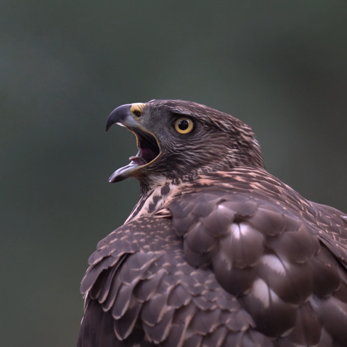 Winnaar Zelf Geschoten: Oog in oog met een havik