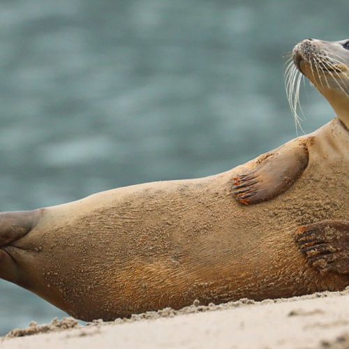 'Utrechtse' zeehond verkast naar Amsterdam