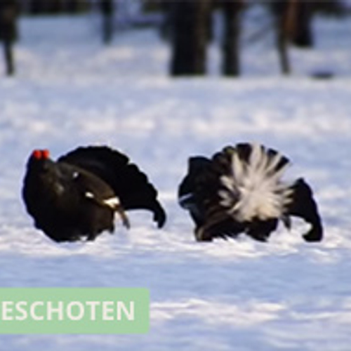 Vechtende korhoenders in de sneeuw