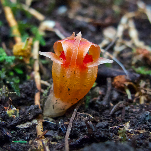 'Schimmel etende' planten hebben vast dieet