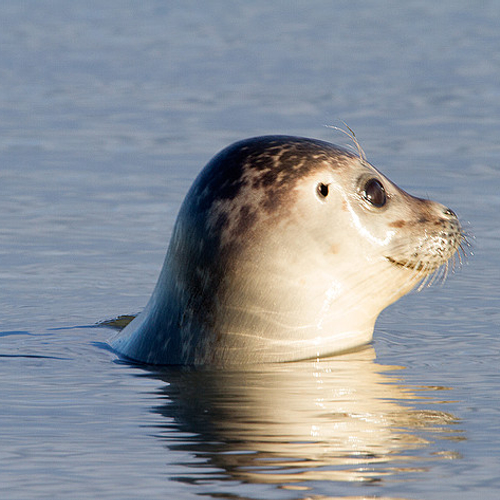 Zeehond uit het Veluwemeer gehaald